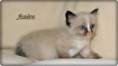 /album/amira/amira-6-hetes-002-jpg/
